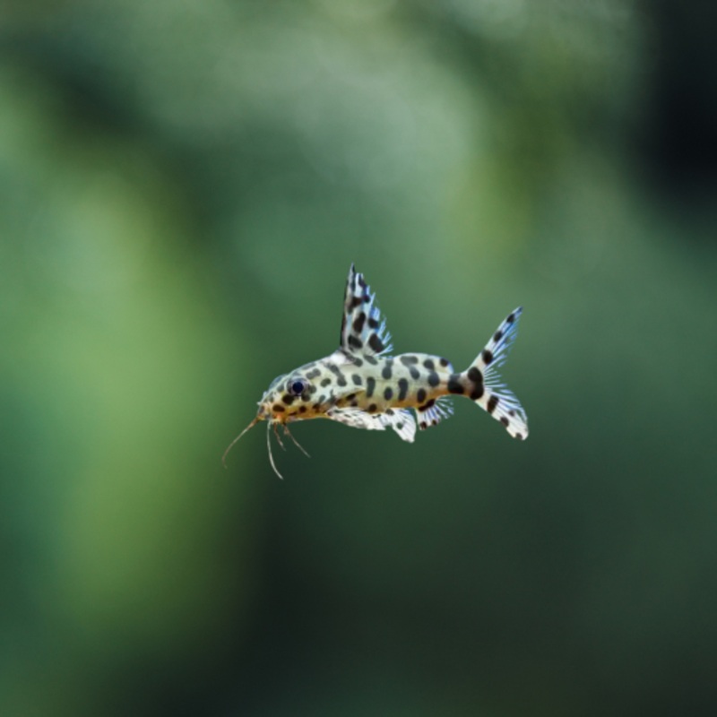 Synodontis Irregularis