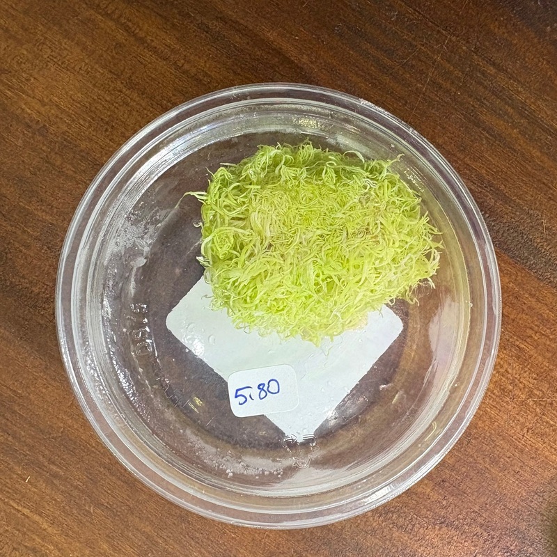 Utricularia Graminifolia