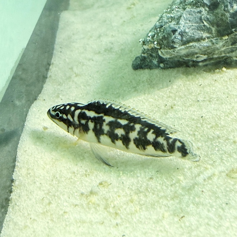 Julidochromis transcriptus Bemba