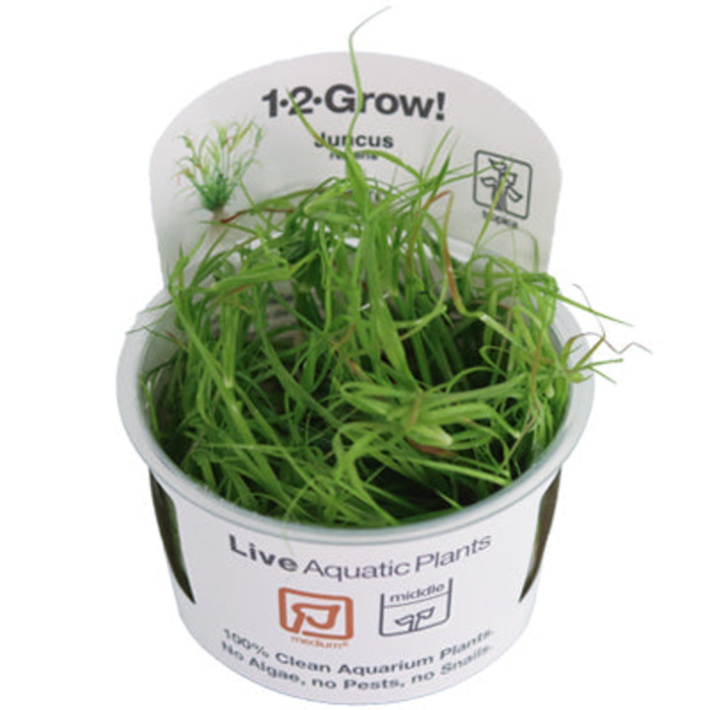 Juncus Repens in vitro