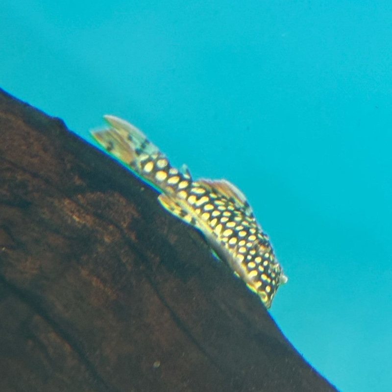 L14 Scobian. aureat. Goldy wild 4-6cm