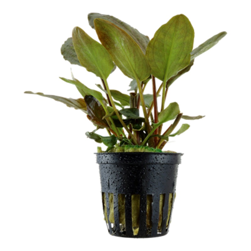 Lagenandra meeboldii 'Red'