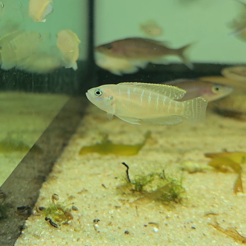 Lamprologus Brevis 3-4cm