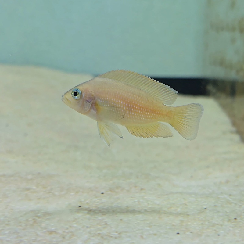 Lamprologus Moori 4cm