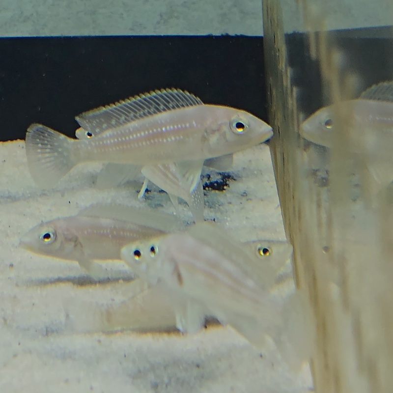 Lamprologus Tetracanthus 4-5cm