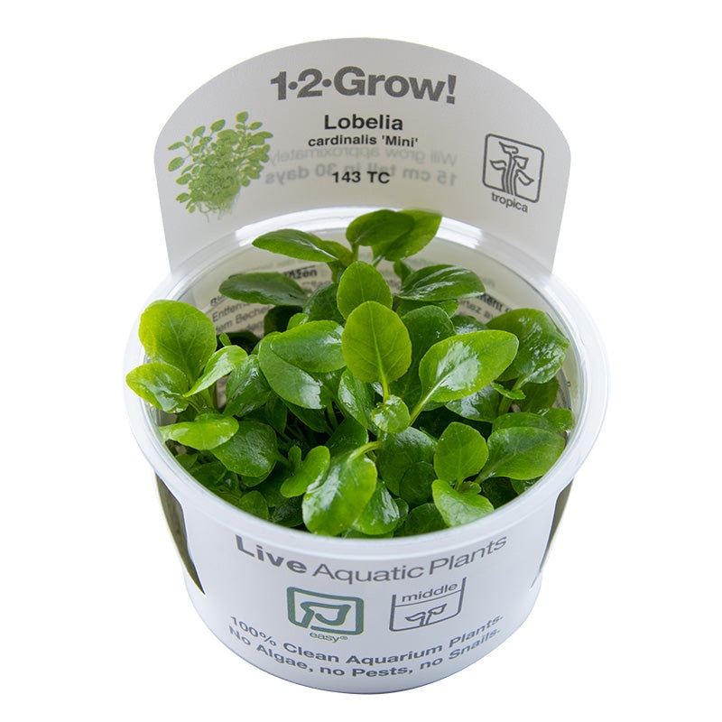 Lobelia cardinalis 'Mini' in vitro