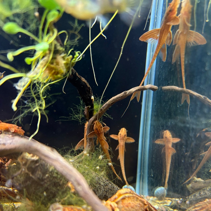 Loricaria sp red 5-6cm
