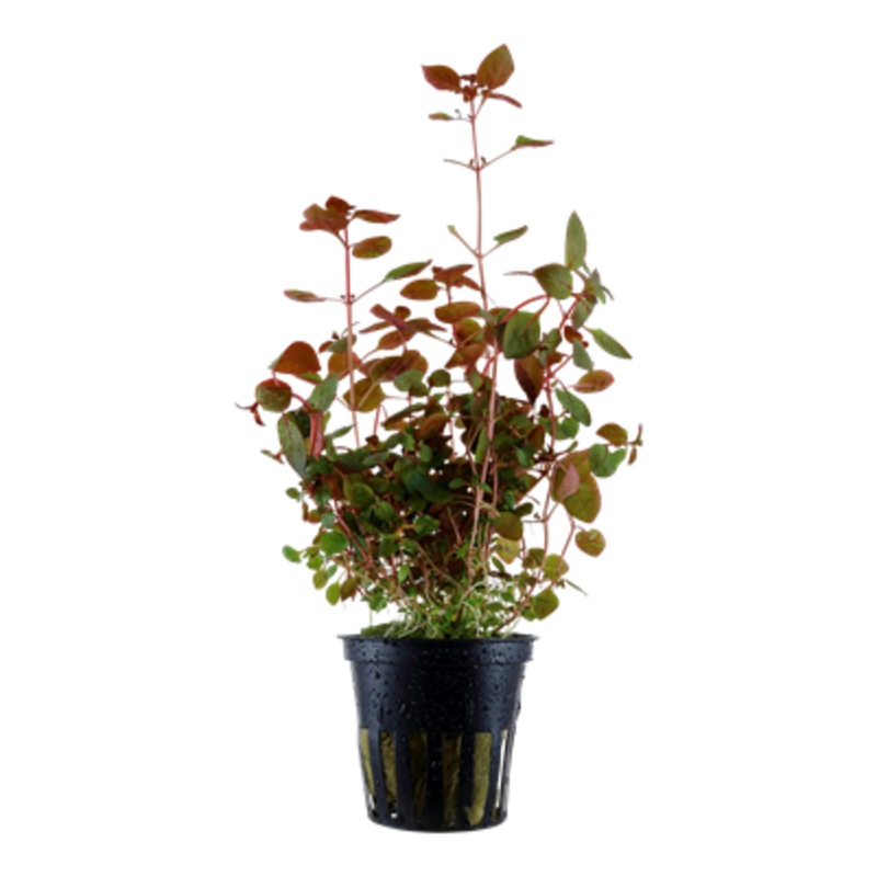 Ludwigia sp 'Super Red' maceta