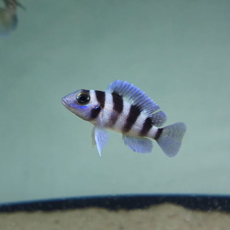 Neolamprologus Tretocephalus F1