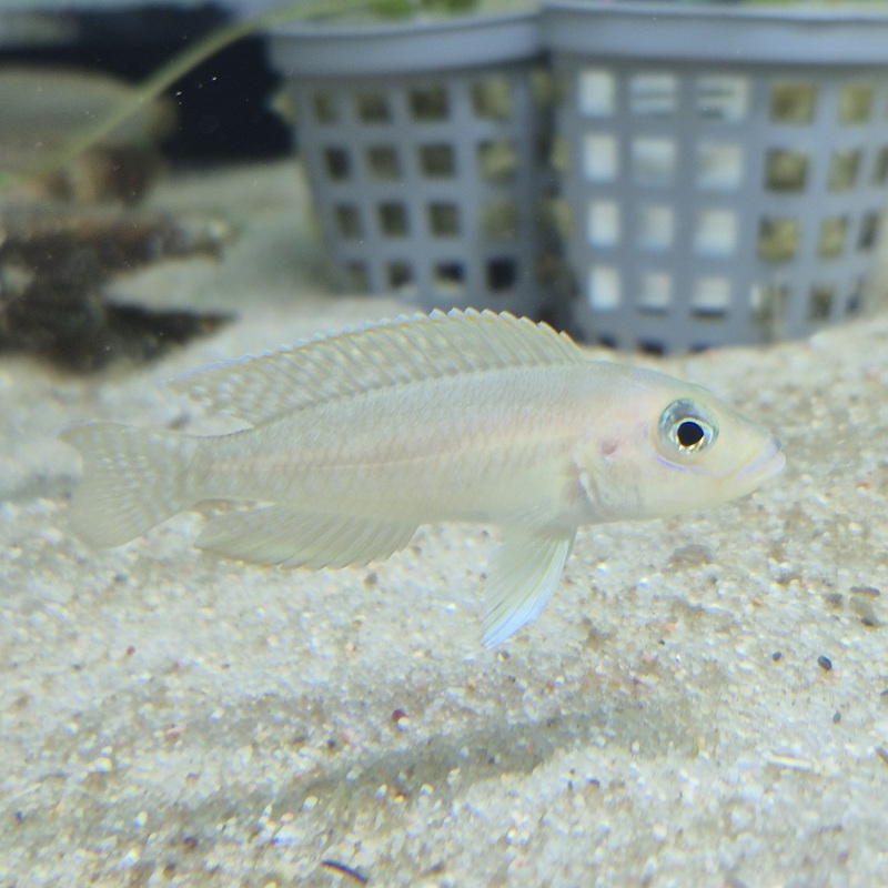 Neolamprologus Ventralis