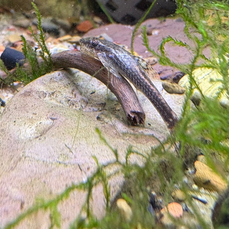 Otocinclus negros md-lg