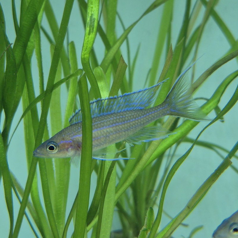 Paracyprichromis nigripinnis Kantalamba F2