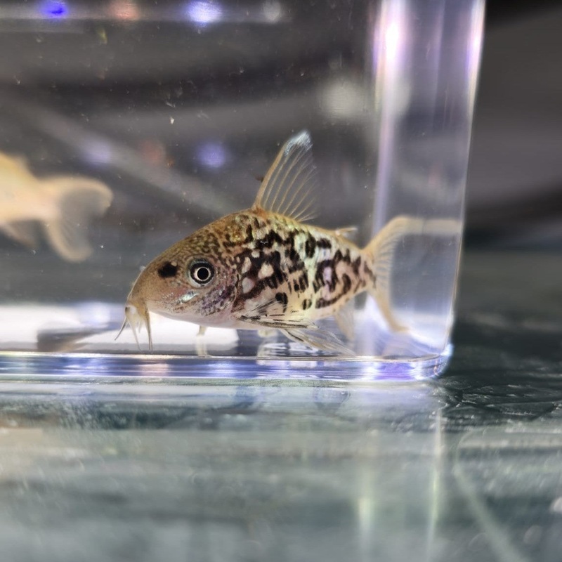 PAREJA de Corydoras Pantanalensis C5