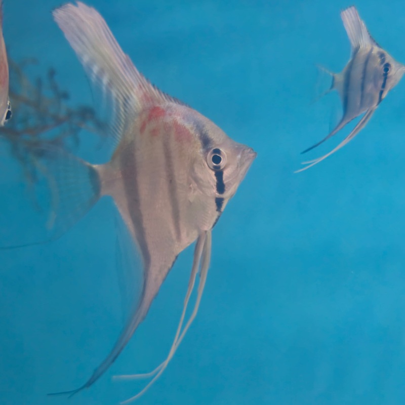 Pterophyllum Scalare Redback Manacapuru