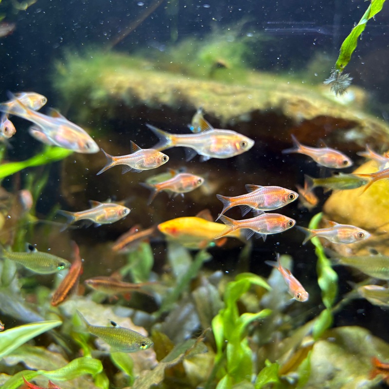 Rasbora Heteromorpha red