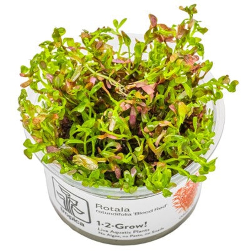 Rotala rotundifolia 'Blood Red' in vitro