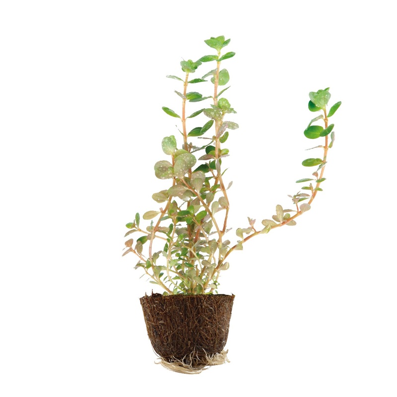 Rotala rotundifolia MP