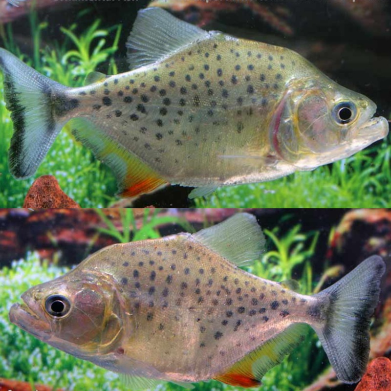 Serrasalmus Compressus Wild 7-10cm