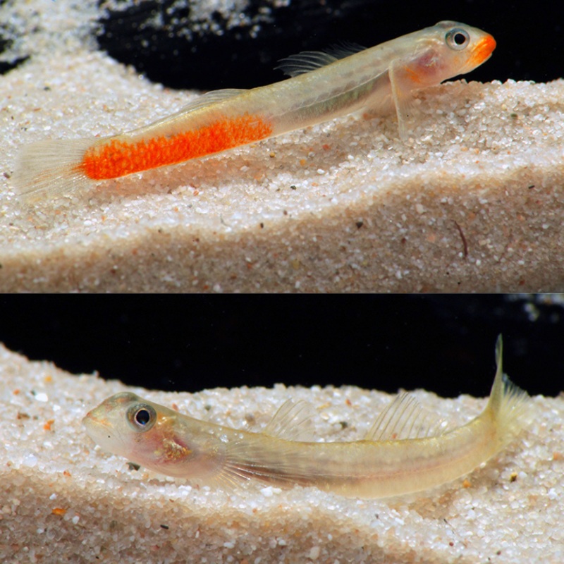 Sicyopus Rubicundus 4-6cm