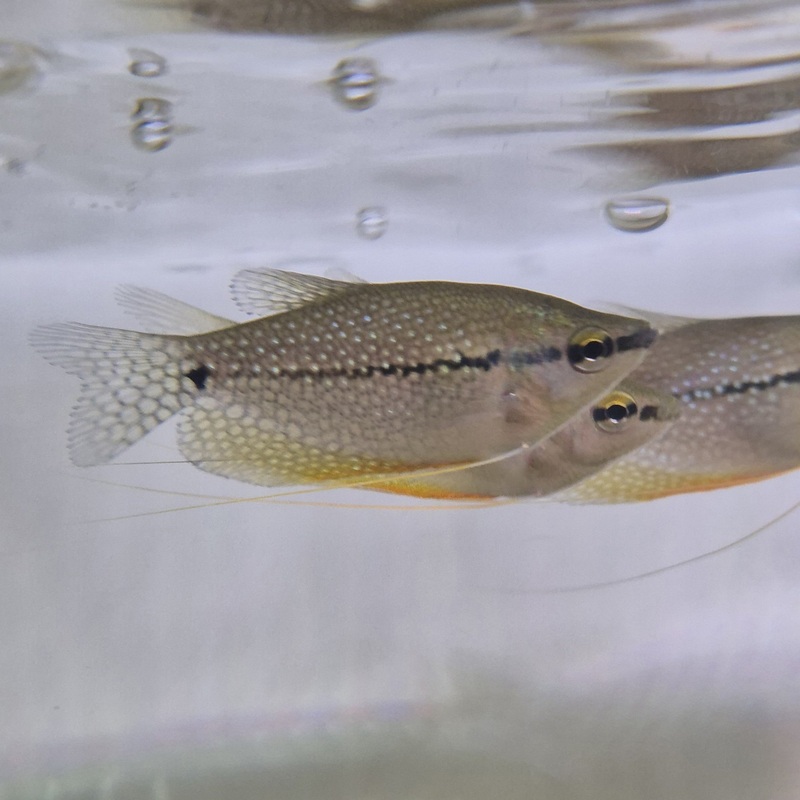 Trichogaster leeri | gourami perla