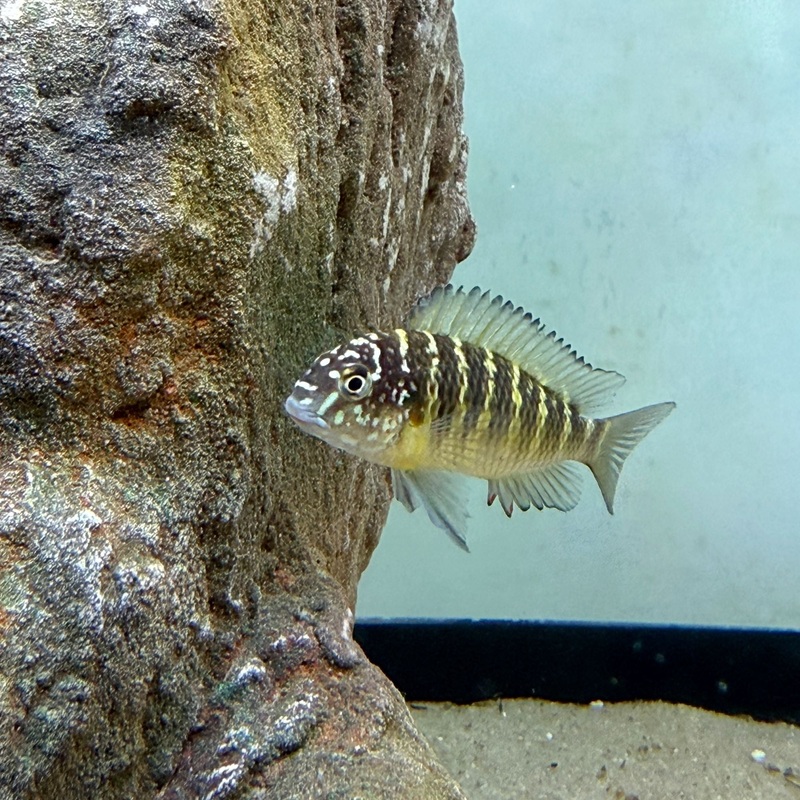 Tropheus Murago Yellow Lusingu F1
