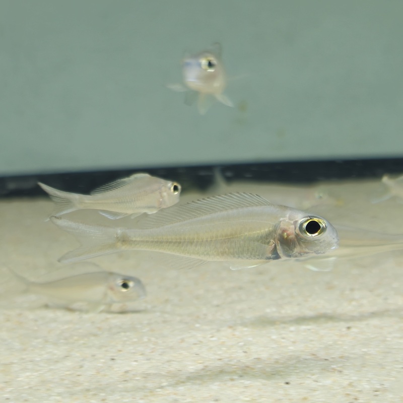 Xenotilapia ornatipinnis Karago F1