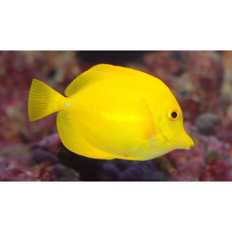 Aqua One Blue Tang  Marine Fish Ornament