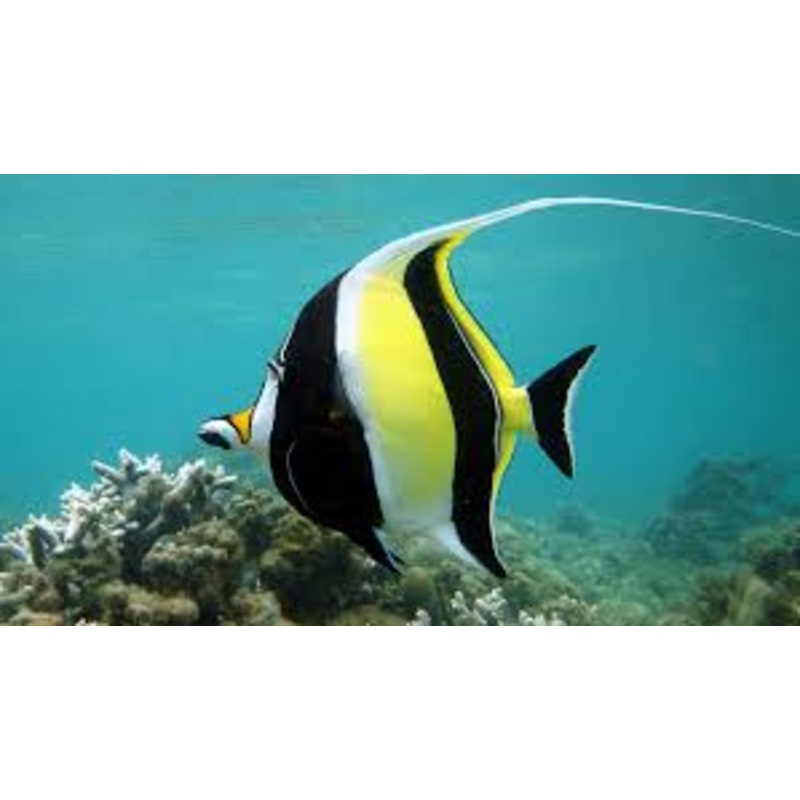 Aqua One Moorish Idol Marine Fish Ornament
