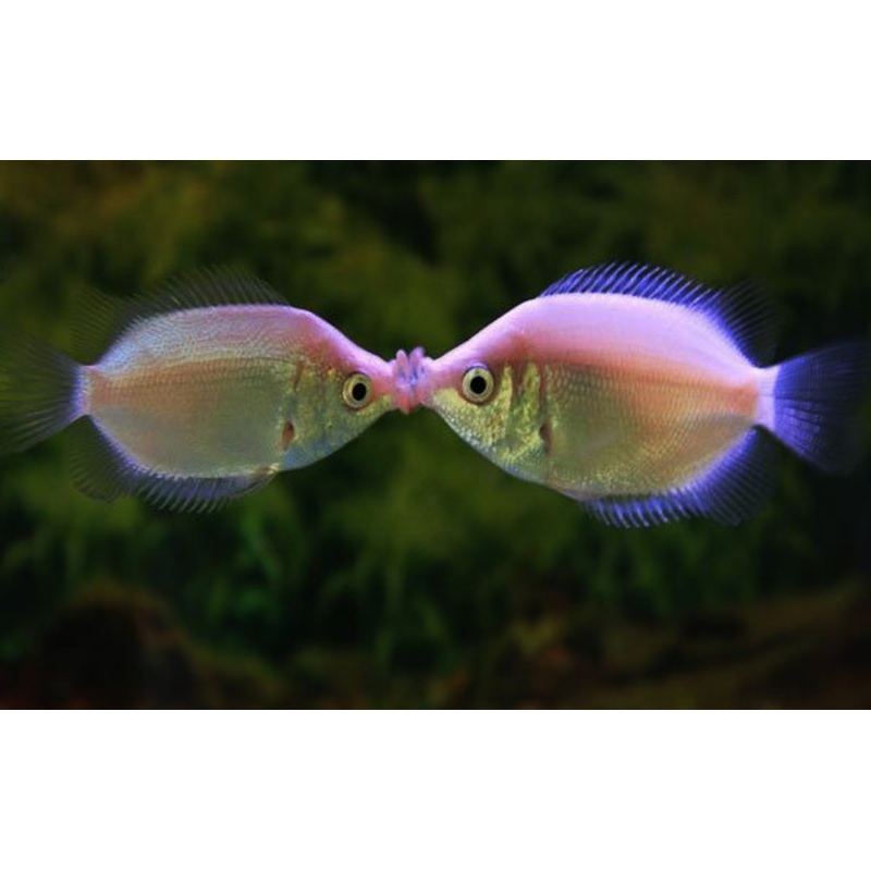 Kissing Gouramis