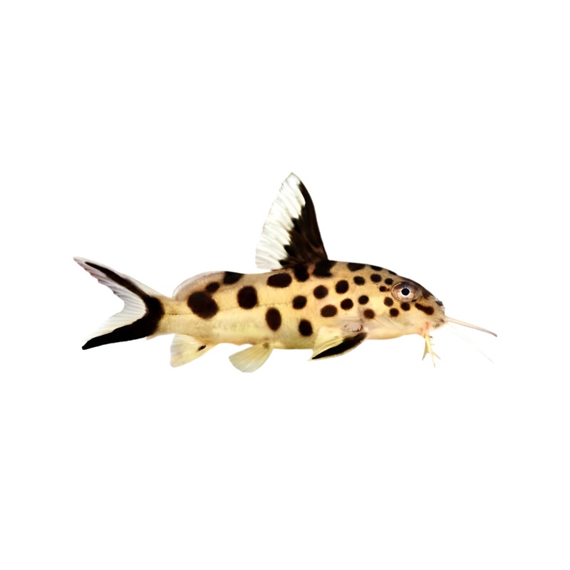 Multipunctatus Cuckoo Catfish