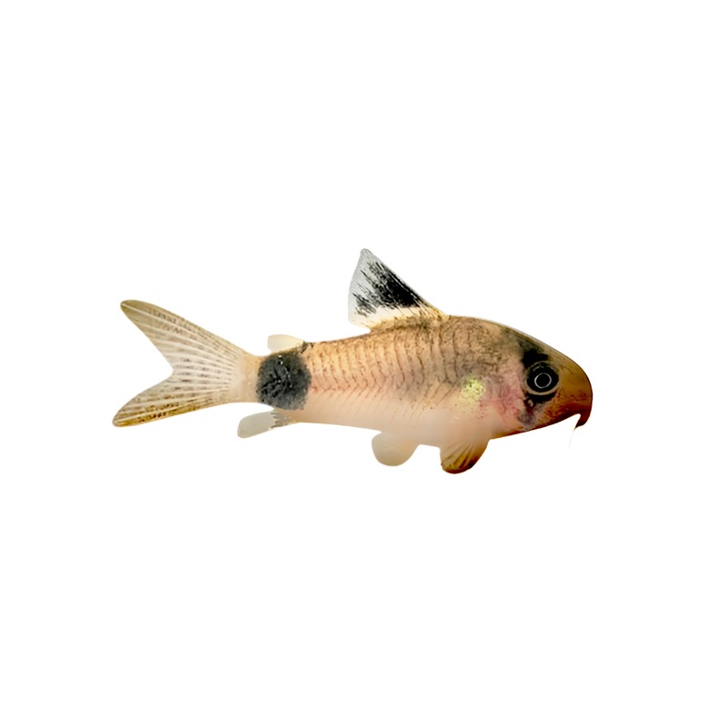 Panda Corydoras