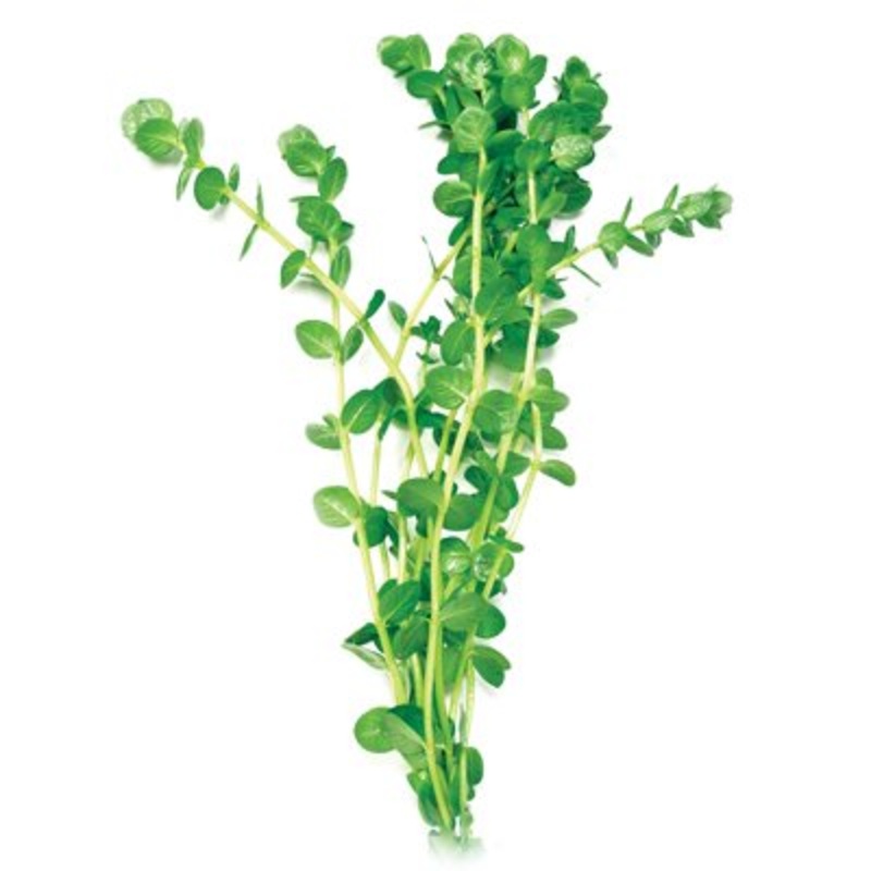 Petworx Pennywort Plant 20cm