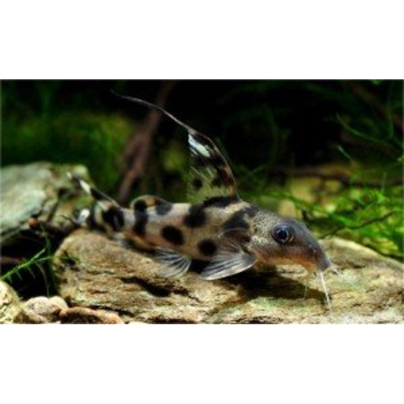 Synodontis Decorus