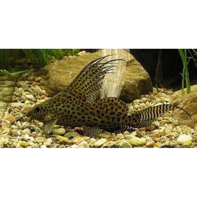 Synodontis Eupterus