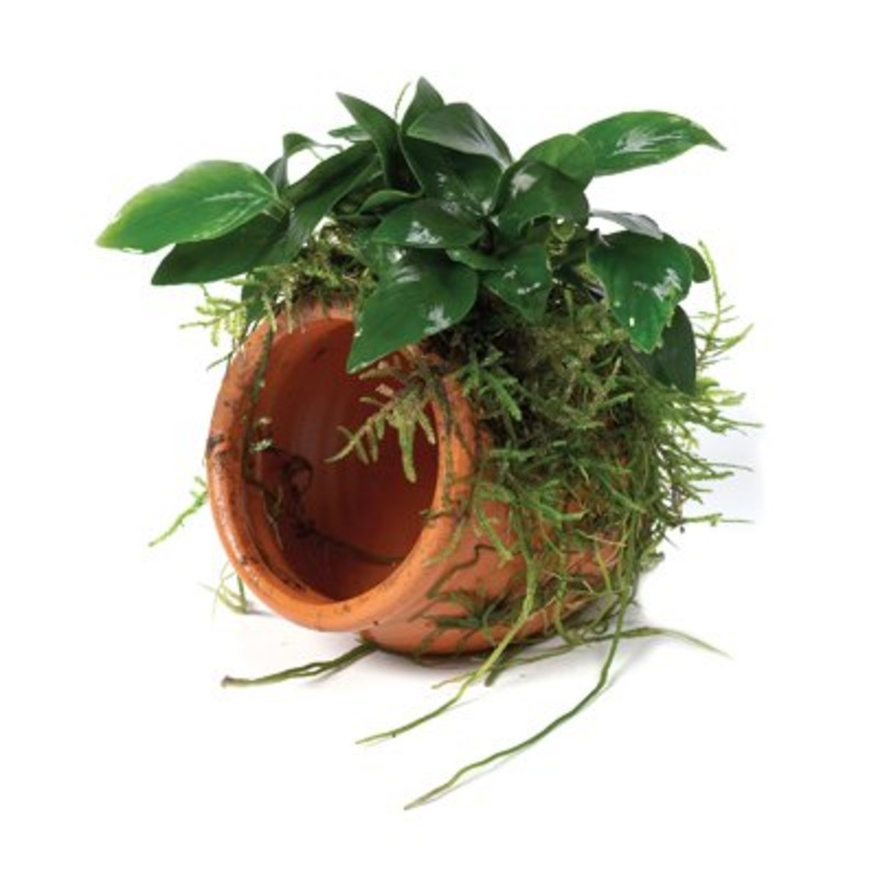 Terracotta Pot - Pot Only