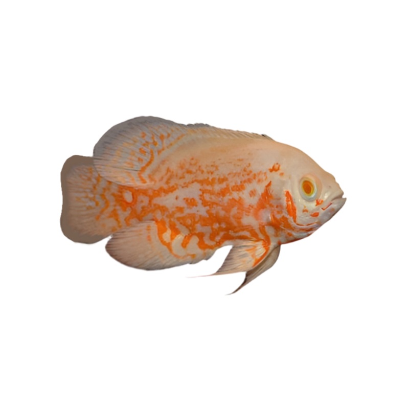Albino Tiger Oscar - Small