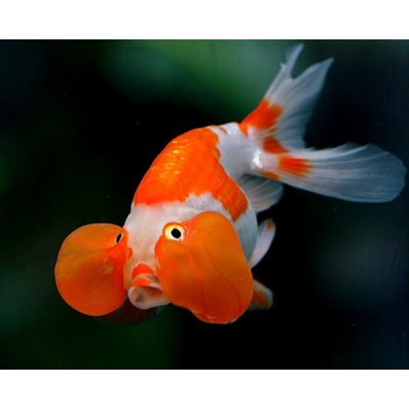 Bubble Eye Celestial Goldfish - Small