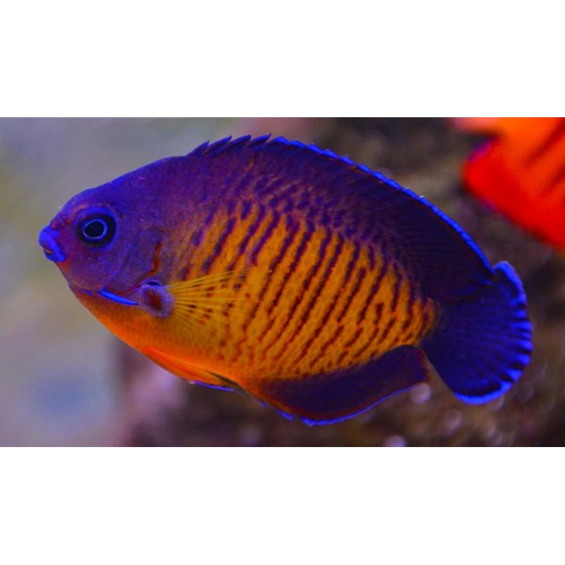Coral Beauty Angelfish