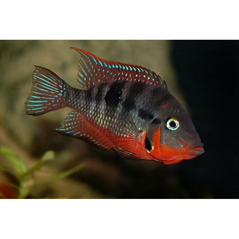 Firemouth Cichlid - Large