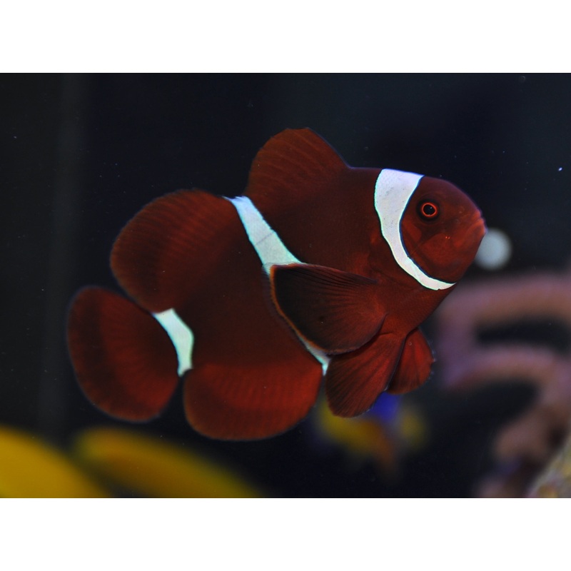 Maroon Clown