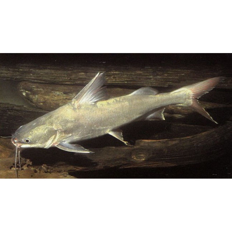 Salmon Catfish - Small
