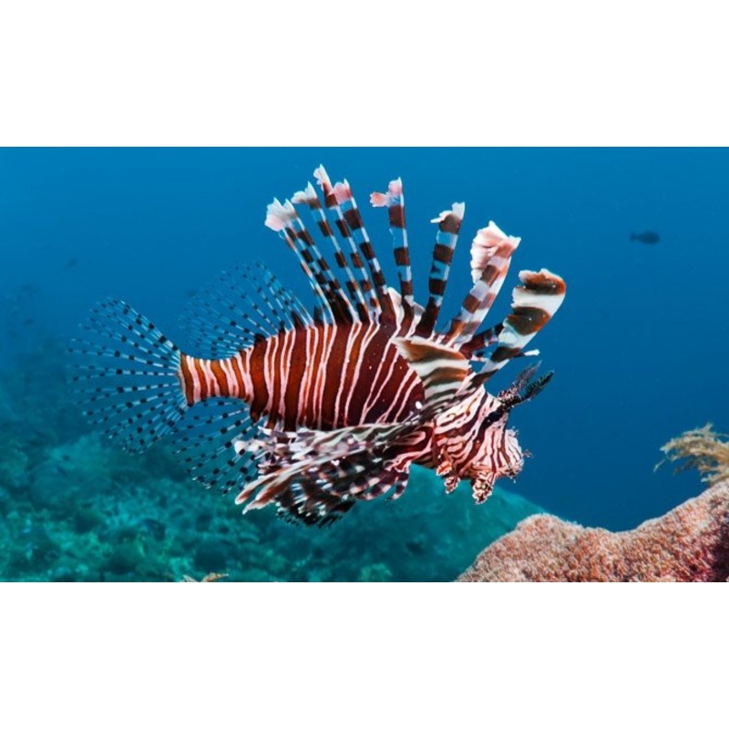 Volitans Lionfish - Medium