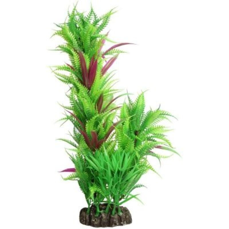 Aqua One Tipped Fern On Driftwood