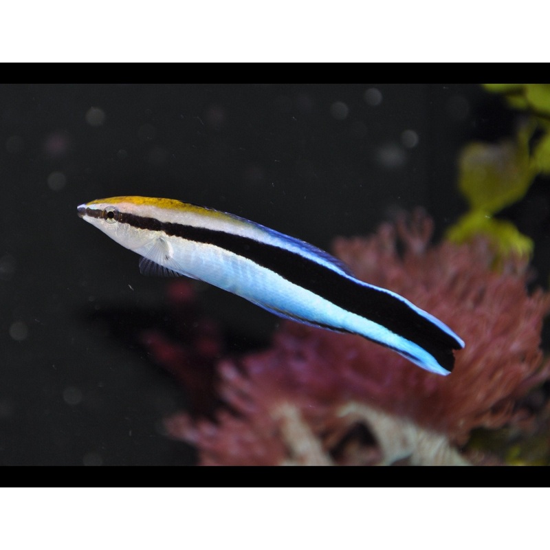 Cleaner Wrasse