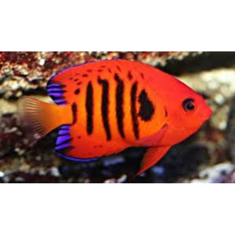 Flame Angelfish
