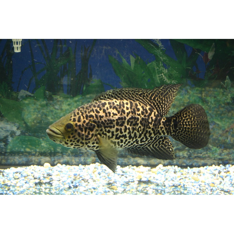 Jaguar Cichlid - Small