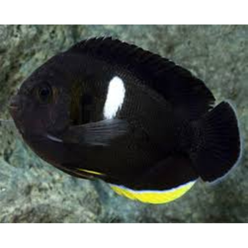 Keyhole Angelfish