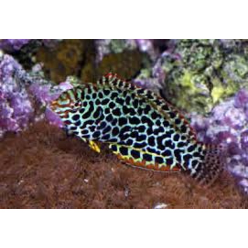 Leopard Wrasse