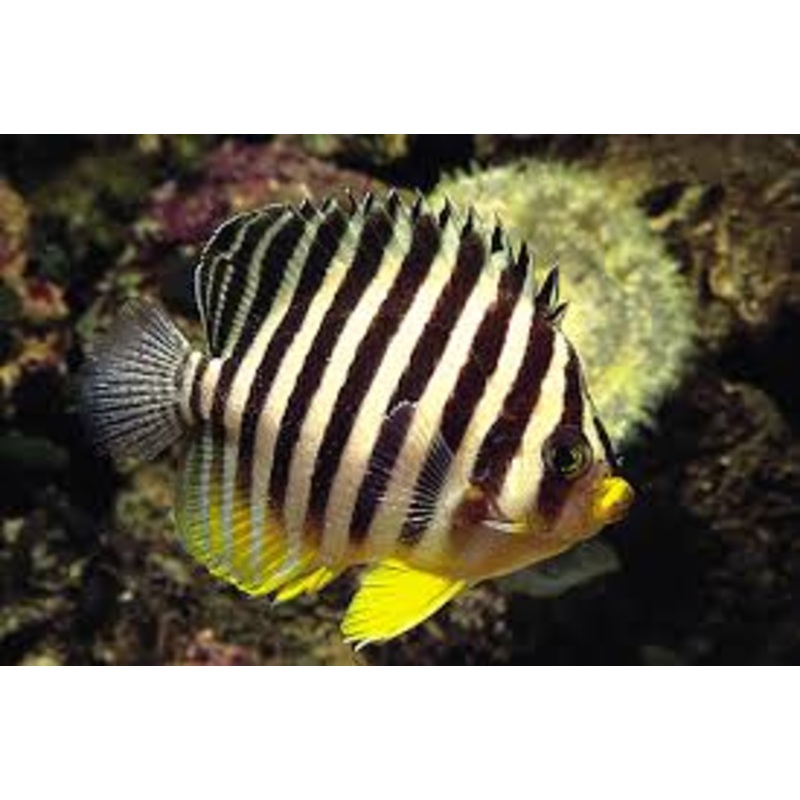 Multibarred Angelfish