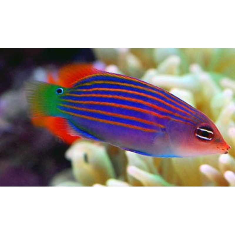 Sixline Wrasse